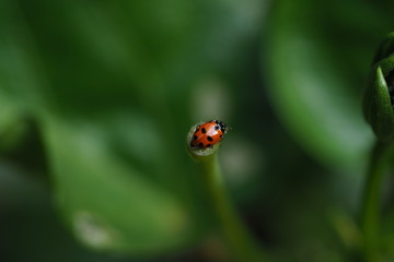 Isolated ladybug