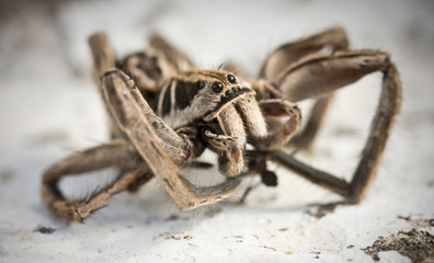 Spider