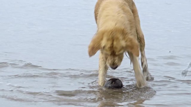 Adorable golden retriever with wet fur playing with ball at ocean beach and wagging his tail