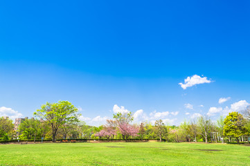 Fototapeta premium 青空と新緑の公園