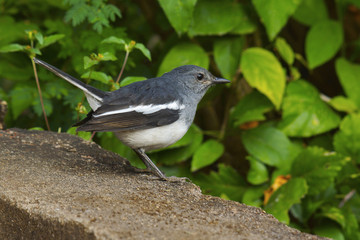 Bird perching on ledge, Nagpur