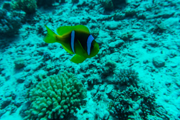 Naklejka na ściany i meble The Marine Fish Ocellaris clownfish underwater sea or ocean world