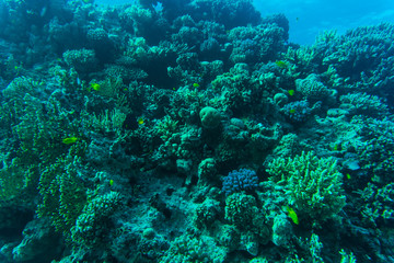 Naklejka na ściany i meble Coral reef with fire coral and exotic fishes at the bottom of colorful tropical sea underwater