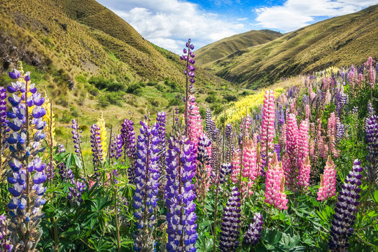 Colorful fields of lupines growing along the side of Crown Range Scenic Road in New Zealand. They bloom between November and February but they are considered a pest plant species in NZ.