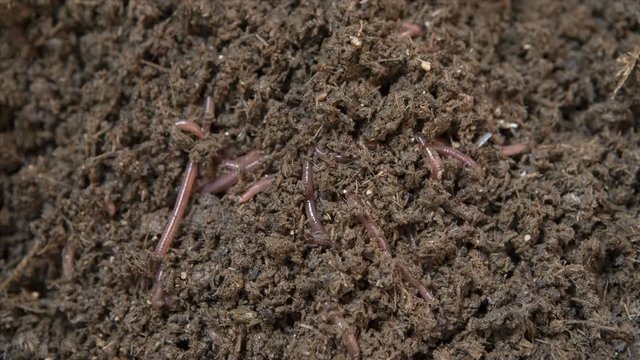  timelapse of african night crawler in bedding