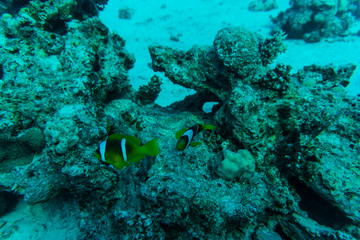 Naklejka na ściany i meble The Marine Fish Ocellaris clownfish underwater sea or ocean world