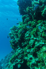 Fototapeta na wymiar Young coral reef formation on sandy sea bottom. Deep blue sea perspective view with clean water and sunlight. Marine life with animals and plant.
