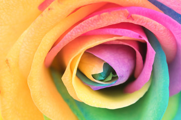 Fototapeta na wymiar rainbow rose
