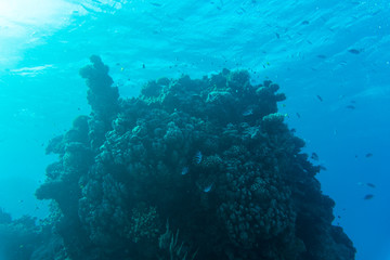 Naklejka na ściany i meble Young coral reef formation on sandy sea bottom. Deep blue sea perspective view with clean water and sunlight. Marine life with animals and plant.