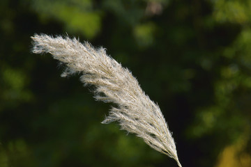 Kans Grass, Saccharum spontaneum is a grass native to South Asia © RealityImages