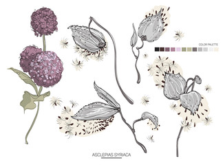 Vector designer elements set collection of green asclepias syriaca art foliage natural leaves herb. Decorative beauty elegant illustration for design.