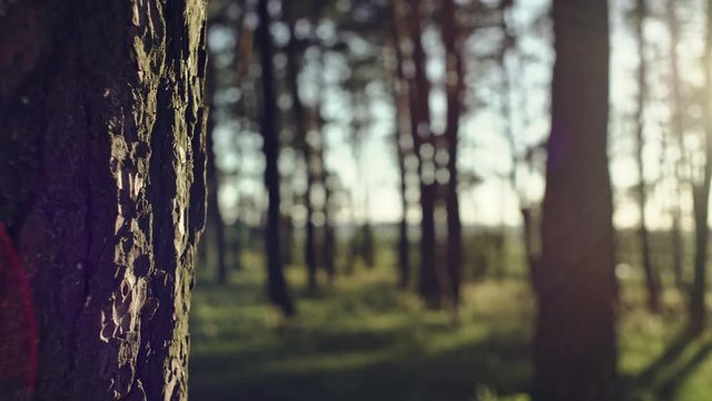 Bright sunshine in woods