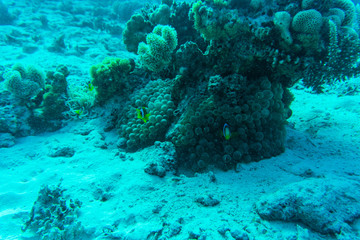 Naklejka na ściany i meble Red sea underwater coral reef with fishes