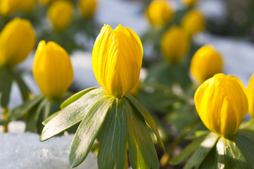 Winterlinge im Schnee