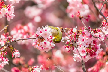 The Japanese White-eye.The background is cherry blossoms(Japanese name Kanzakura). Located in Tokyo Prefecture Japan.