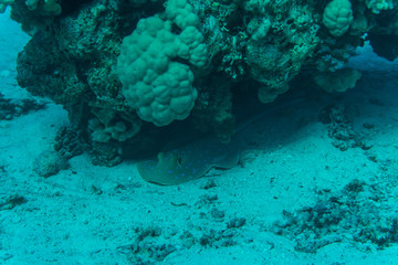 Red sea underwater coral reef with fishes