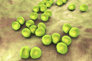 Veillonella bacteria, gram-negative anaerobic cocci, part of intestine and oral microflora and the causative agents of different inflammations, 3D illustration