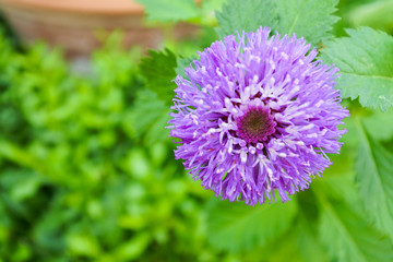 Fototapeta premium purple Brazilian button flower. Purple petals look cute and its shape look like purple button. Look fresh and beautiful.
