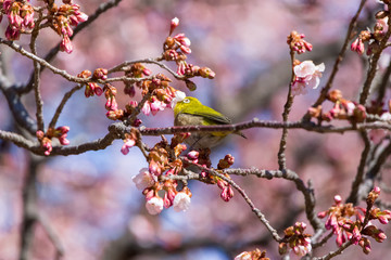 The Japanese White-eye and cherry blossoms(Japanese name is Kanzakura). Located in Tokyo Prefecture Japan.