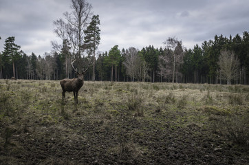 deer in the forest