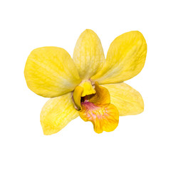 Yellow orchid flower isolated on white background