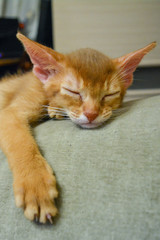 abyssinian kitten portrait