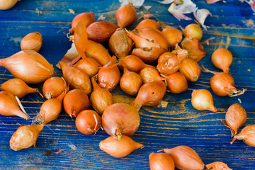 Brown untreated onions on a blue wooden old board