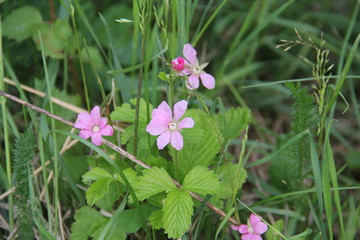 цветы княженики