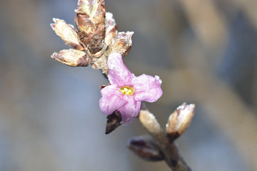 hoarfrost on flowers