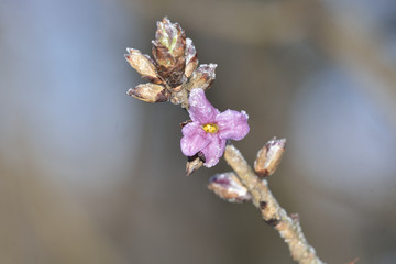 hoarfrost on flowers