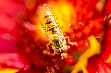 beautiful insect on a flower