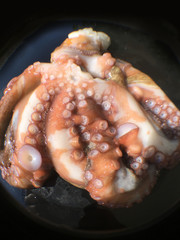 octopus background isolate