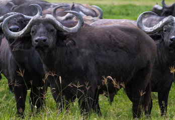 Herd of african buffalos close up. Savanna NgoroNgoro, Tanzania	