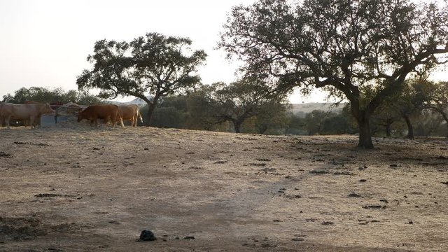 vacas corriendo por el campo entre encinas de la dehesa