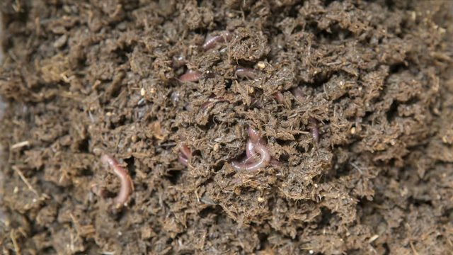 african night crawler worm in farm bedding