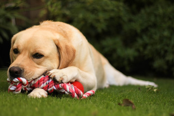Labrador