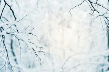 Trees covered with hoarfrost and snow
