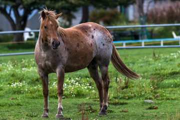 Fototapeta premium 凛と佇む馬