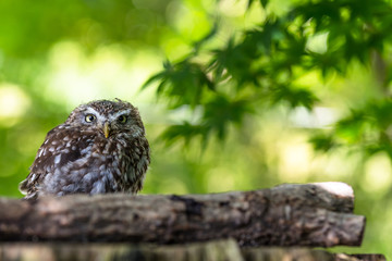 フクロウの赤ちゃん