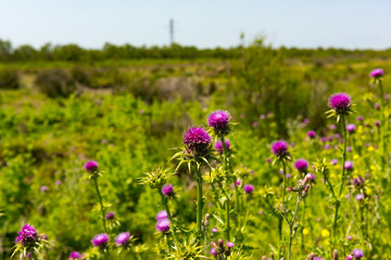 Thistle flower, herbs