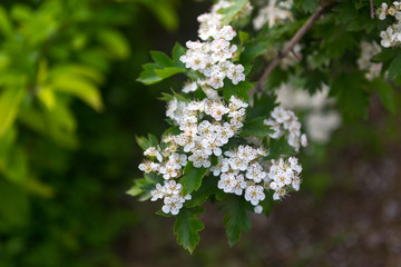 Flowering branch of hawthorn