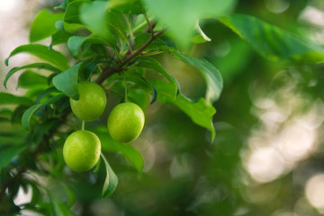 Ripening plum fruit