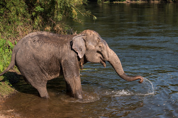 Badespass im Elephant's Wold Rescue Center Thailand