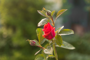 Red rose in garden