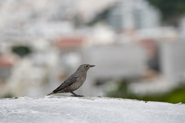 A small bird