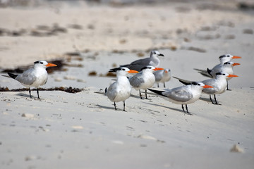 Möwen am Strand