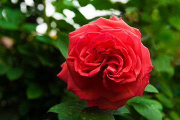 Red rose in garden