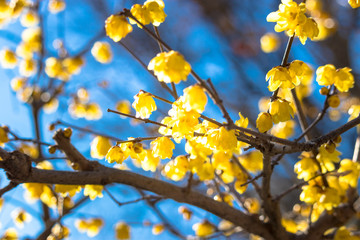 Ueno Park is a famous park in Taito Ward, Tokyo.