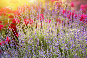 Lavender bushes closeup on sunset. Sunset gleam over purple flowers of lavender. Provence region of France.