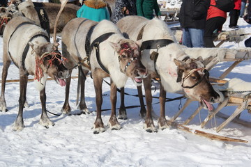 северный олень